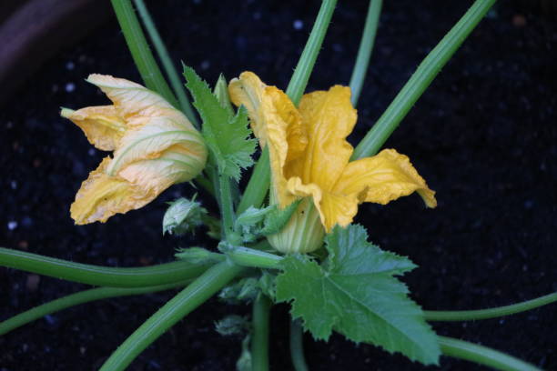 Fiori di zucca