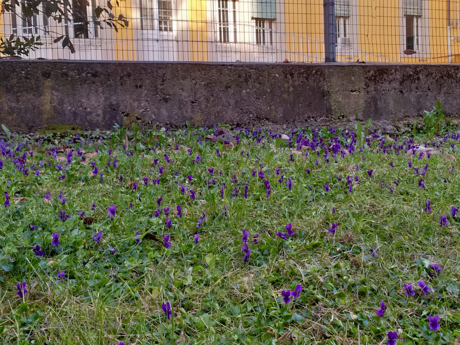 Immagine violette