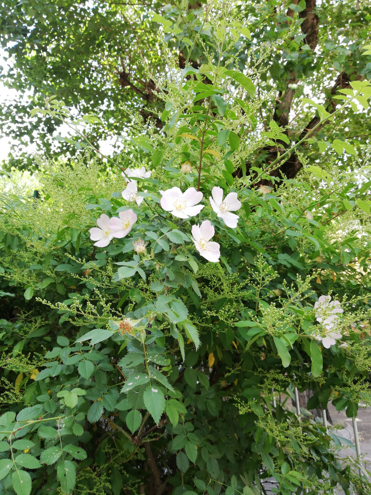 La rosa canina.