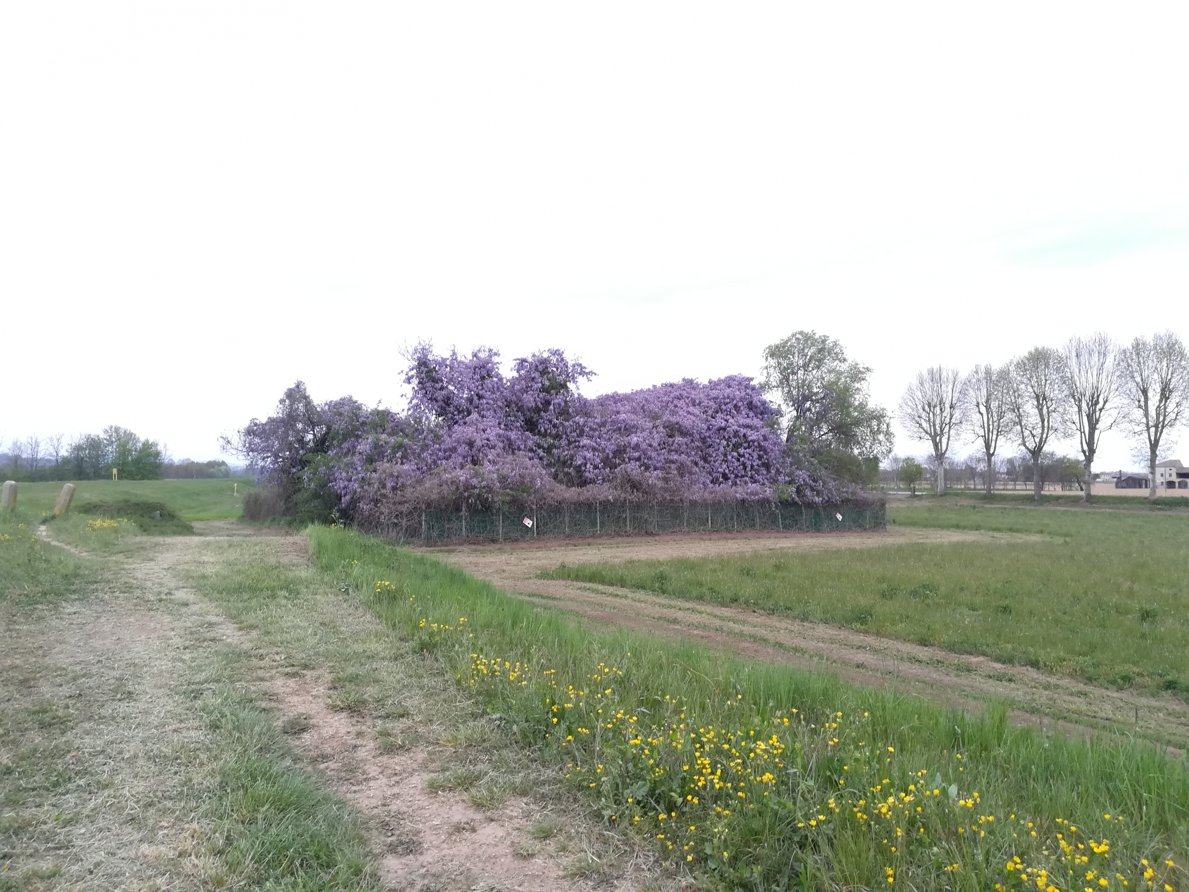 Un'esplosione di glicine ricopre con la sua bellezza le rovine di una abitazione