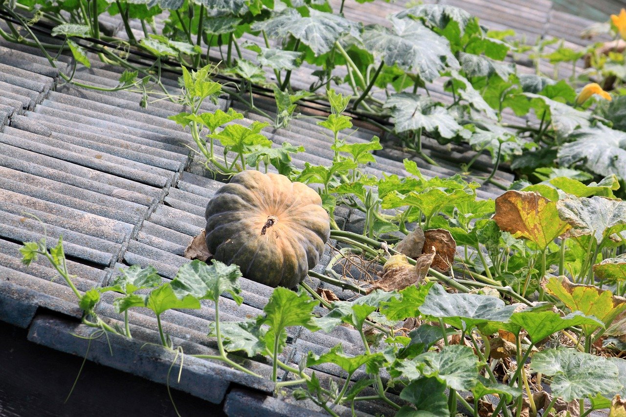 zucca sul tetto
