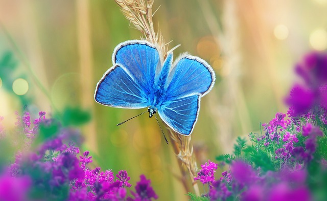 foto di una farfalla Pollyomatus-icarus,il suo colore è azzurro ed è posata vicino ad alcuni fiorellini viola