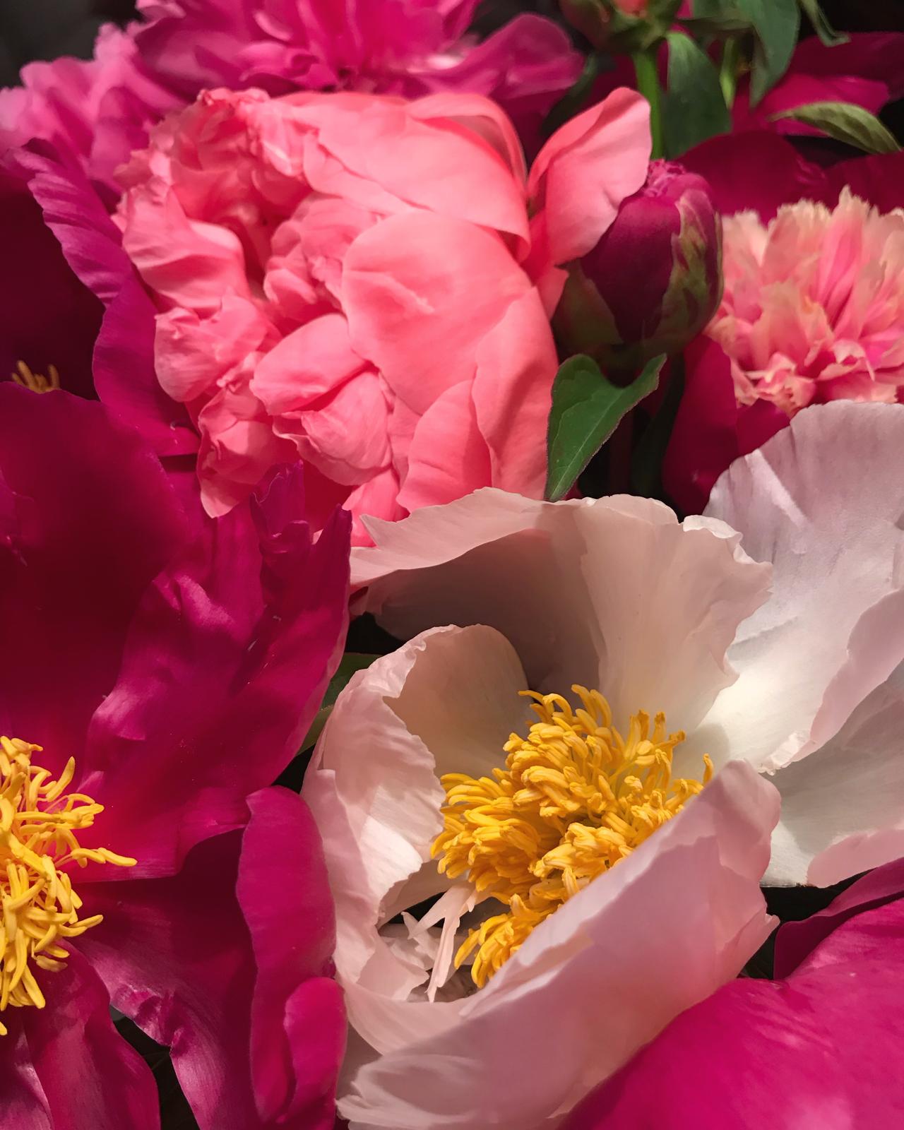 fiori peonie rosa