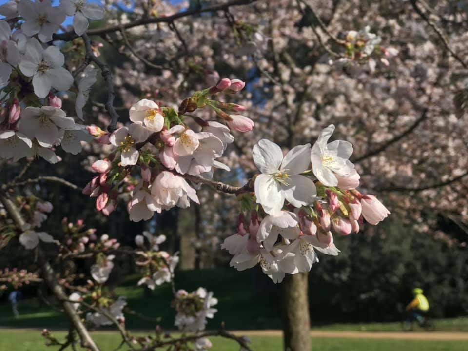 Fiori di ciliegio