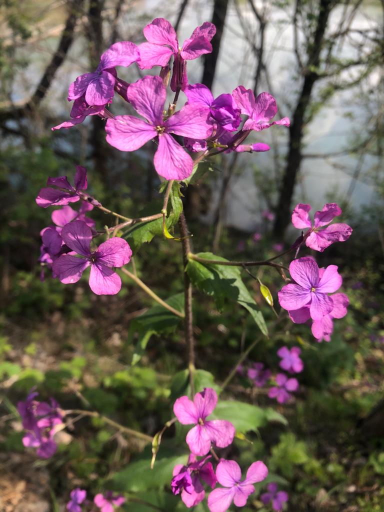 fiori rosa intenso