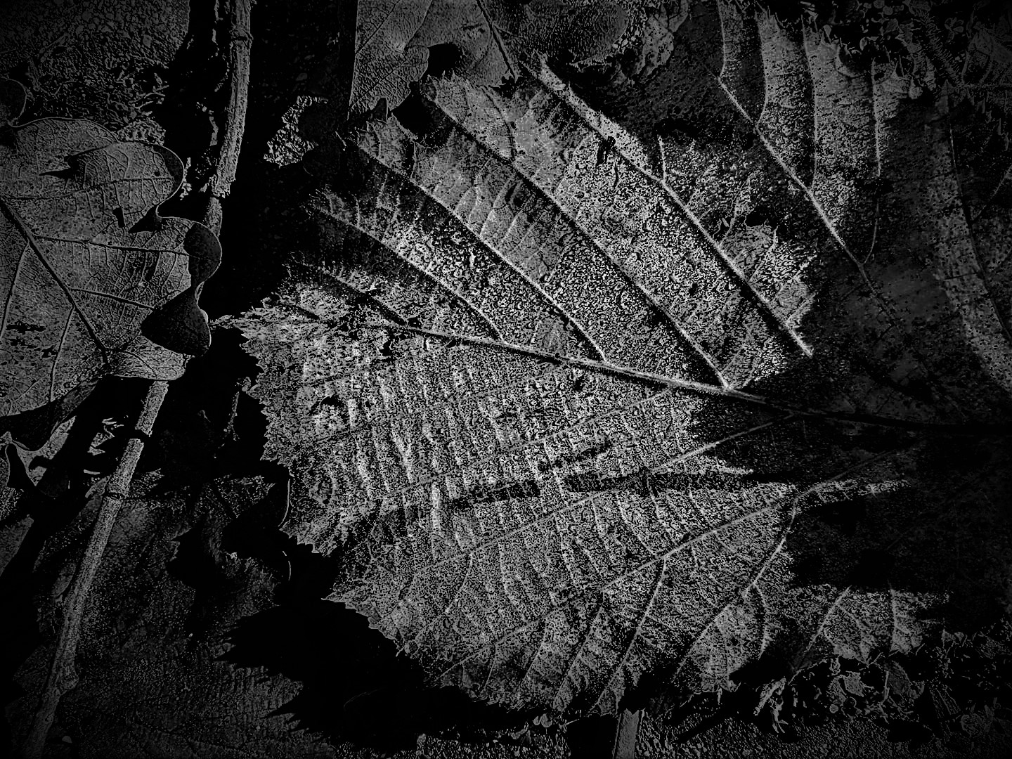 immagine foglie autunnali in bianco e nero