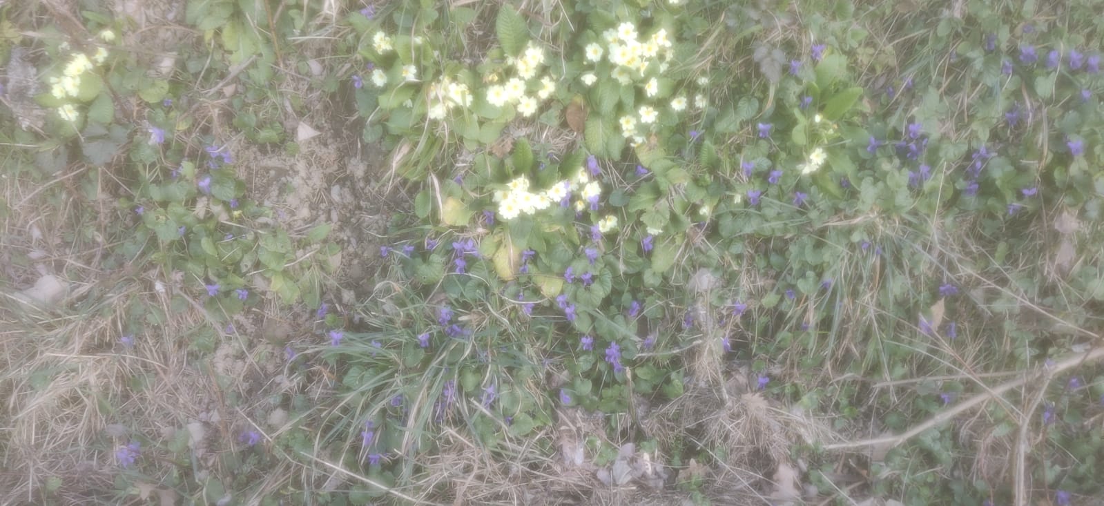 Violette e Primule 