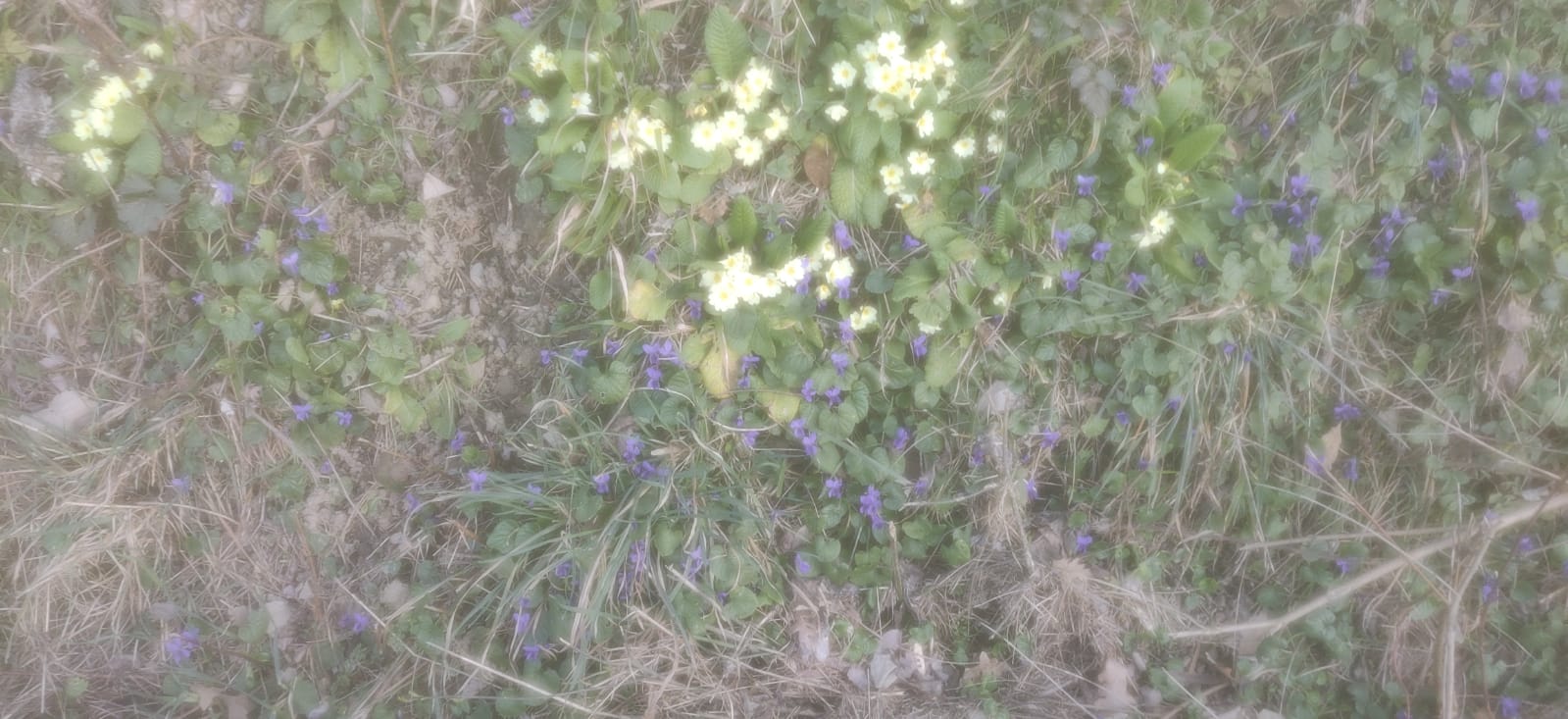 Violette e Primule