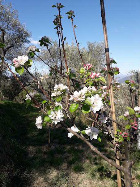 forum-E' primavera-immagine