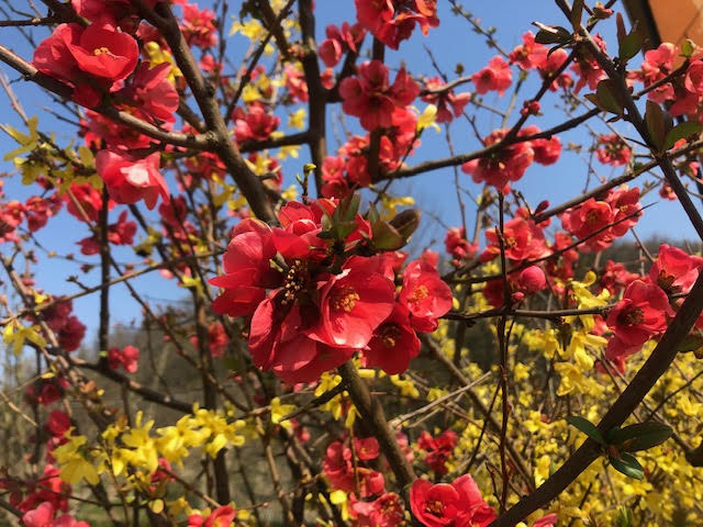 Immagine fiori rosa e gialli primavera