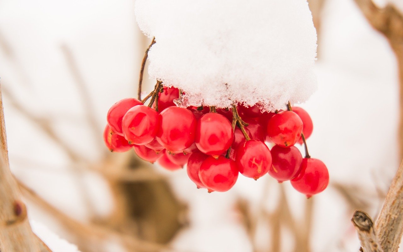 bacche rosse con neve