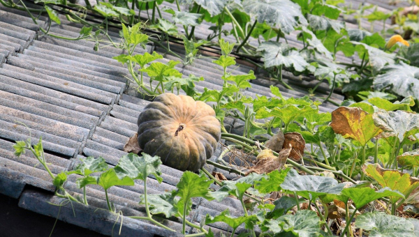 zucca sul tetto