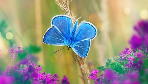  foto di una farfalla Pollyomatus-icarus,il suo colore è azzurro ed è posata vicino ad alcuni fiorellini viola