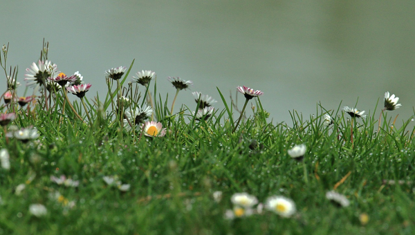 la foto descrive alcune margheritine fiorite riprese da vicino in un prato verde
