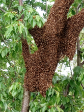 uno sciame d'api si è posato sul tronco di un piccolo ciliegio, la distribuzione tridimensionale su questa superficie forma una  stupenda  scultura vivente 