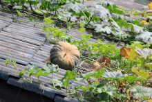 zucca sul tetto