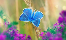  foto di una farfalla Pollyomatus-icarus,il suo colore è azzurro ed è posata vicino ad alcuni fiorellini viola